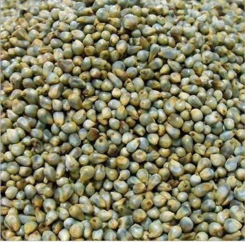 Natural Gluten Free Dried Hard Green Whole Bajra Grain Moisture (%): 3.33%