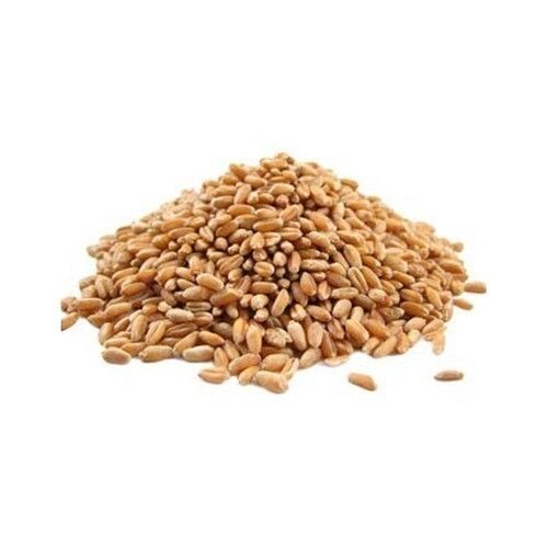 Premium Grade Healthy Gluten Free Hard Dried Golden Whole Wheat Grains 