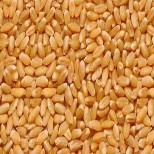 100% Organic A Grade Hi 1544 Wheat Seeds