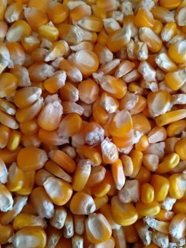 Commonly Cultivated Dried Yellow Corn Admixture (%): 0.5%