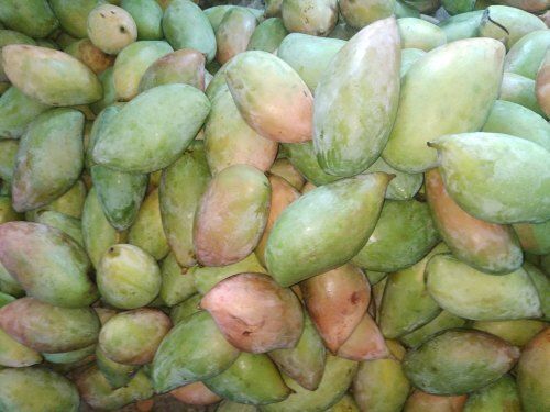 Yellow A Grade Farm Fresh Export Mango's, Packaging Type: Carton, Packaging Size: 5 Kg