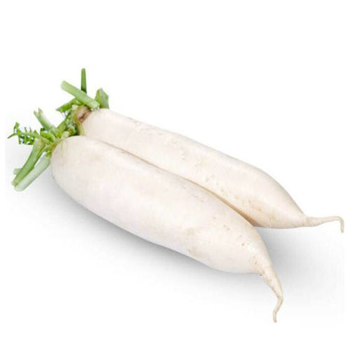 High Quality Fresh White Radish