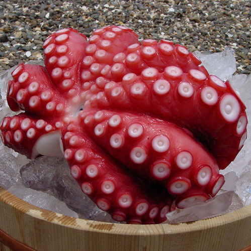 frozen octopus