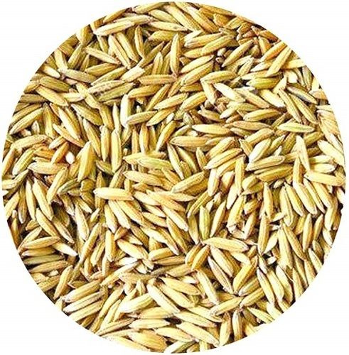 99% Natural And Pure A Grade Commonly Cultivated Dried Paddy Seeds