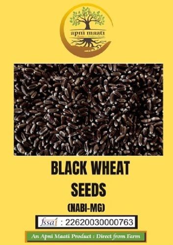 Black Wheat Seed l  Premium Quality Organic Seeds