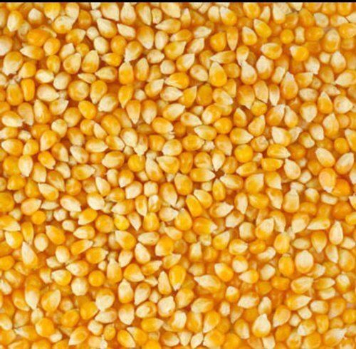 Eco-Friendly Yellow Maize