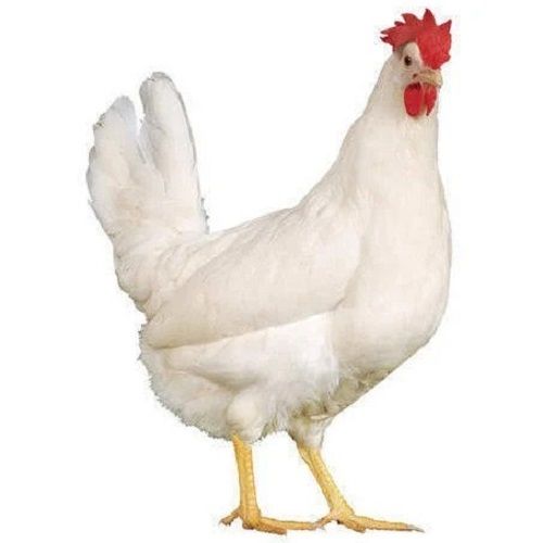 3 Months Old Poultry Farm Healthy Male Live Broiler Chicken, 2 Kilograms Weight