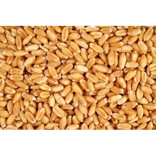 100% Pure & Natural Wheat Grain