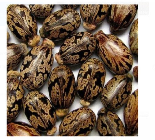 1 Kilogram Pure And Natural Dried Common Cultivated Castor Seed