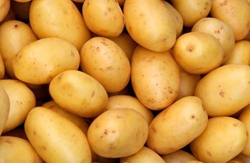 63% Moisture Round And Oval Shape Raw Fresh Potatoes For Cooking 