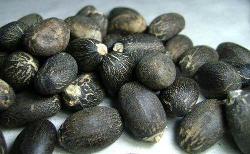 Dried Jatropha Seeds