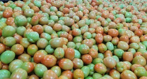 Maharashtra Indian Fresh Tomato