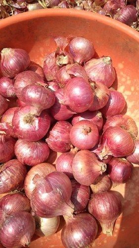 Pune And Ahmednagar Onions A Grade Onion
