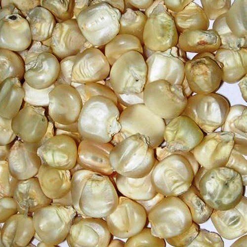 White Maize Seeds, High in Protein