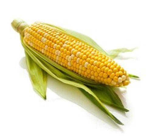 Healthy Maize Sweet Corn  Admixture (%): 0.7% To 6%