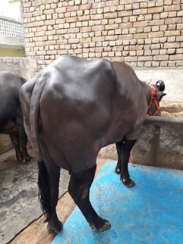 Murrah Buffalo Supplier In Jharkhand 5 Litter Capicity Milk