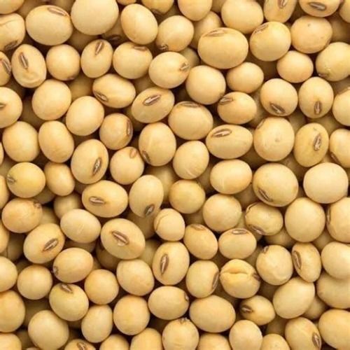 Rich In Amino Acid And Good Taste Dried Soybean Seed 