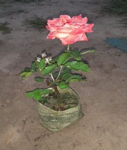 16 Inch Full Sun Exposure Interior Rose Plant