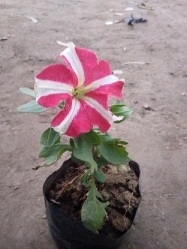 Kitoniya Winter Flowers Plant