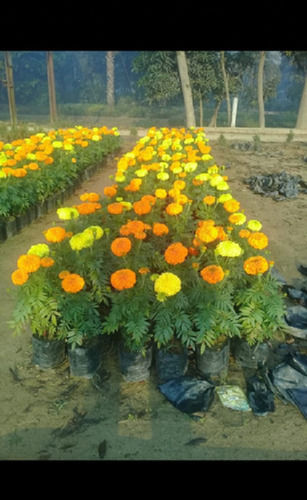 Well Watered Yellow Marigold Flowers Plant