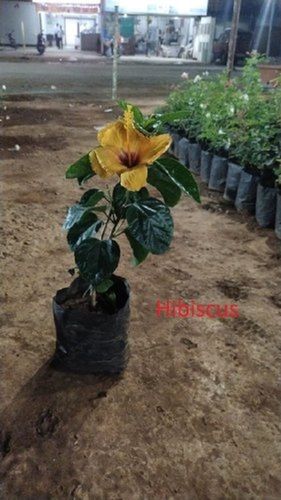 Yellow Flower Natural Hibiscus Plant