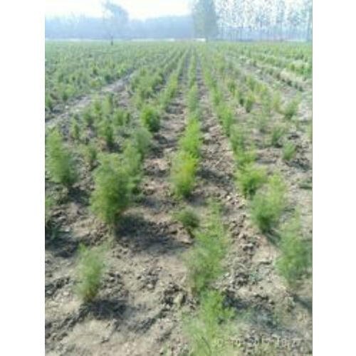 Asparagus Racemosus at Best Price in Satara, Maharashtra Nisarga