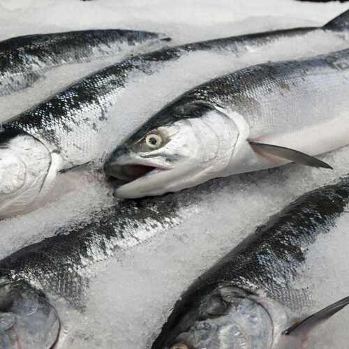 Fresh Tilapia Fish For Household And Restaurants