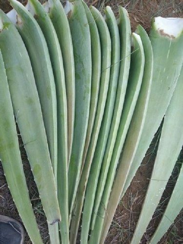 Natural Aloe Vera Leaf, For Medicine, Green Application: Industrial