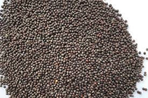 Black Mustard Seeds - 98% Purity, Pesticide-Free, Nutrient Enriched | Premium Quality, Preservative-Free, Pure Healthy