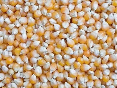 100% Pure And Natural Yellow A Grade Organic Maize Seeds