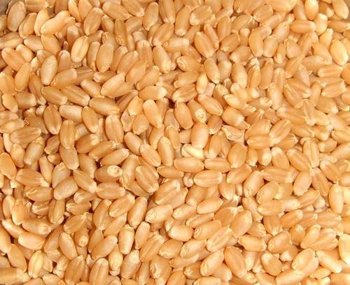 High Fiber Brown Wheat Grain