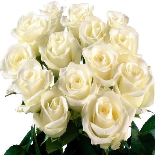 White Roses