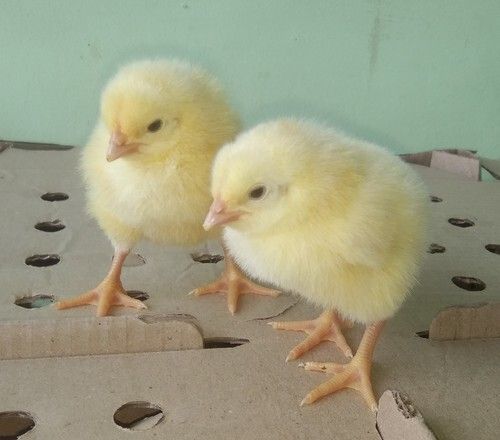 Light Yellow Broiler Chicks