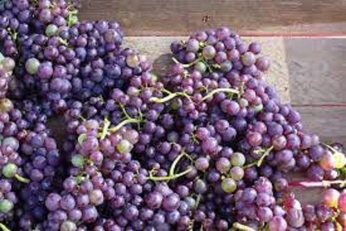 Farm Fresh Hybrid Sweet Black Grapes