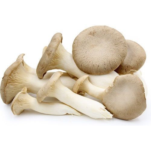 100 Percent Organically Cultivated Fresh Pure Dry Oyster Mushroom