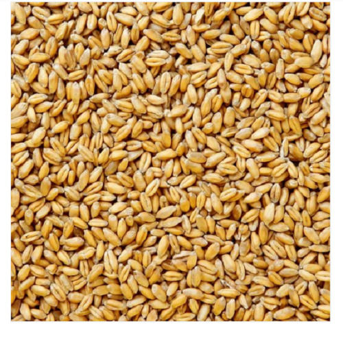 A Grade 100% Pure Indian Origin Commonly Cultivated Dried Wheat Seed