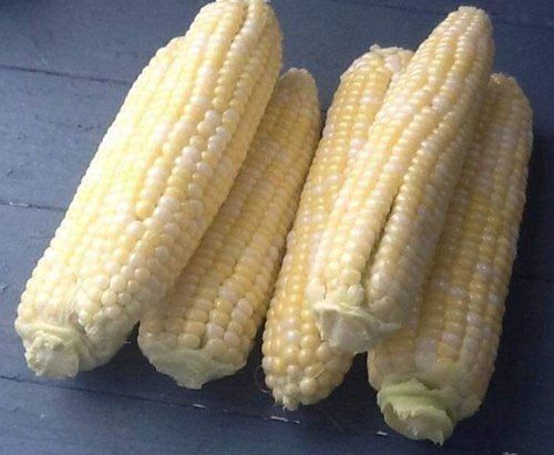 A Grade Yellow Baby Sweet Corn, Packaging Type: Loose