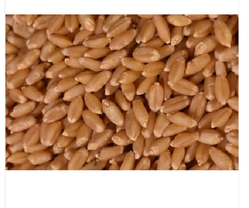 Commonly Cultivated Natural Brown Food Grade Dried Wheat Seed, 30 Kg Pack