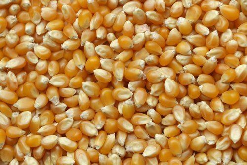 Dried Dry Yellow Corn Maize, High in Protein