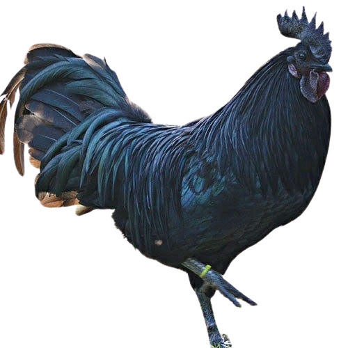 Male Kadaknath Chicken With 1.5 Kilogram And 24 Week Age
