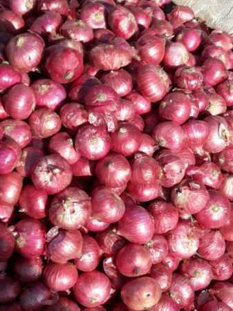 Wholesale Rate Export Quality Medium Size Farm Fresh Red Onion For Vegetables And Salad