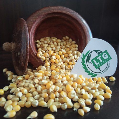 Yellow Corn Maize, For Food Processing, High in Protein