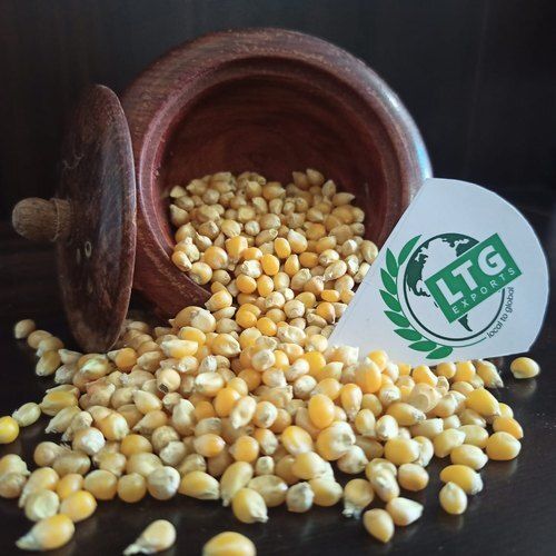 Easy To Operate Yellow Corn Maize, For Food Processing, High In Protein