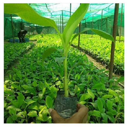 Musa Acuminate Fresh Natural Disease Free Banana Plants For Garden