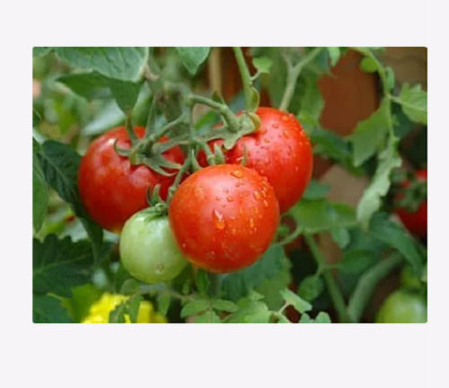 Tomato Seeds - Best Quality, 400g Food Grade Pesticide-Free Red Vegetable Seeds, 100% Purity, 8.5% Moisture, Summer Session Cultivation