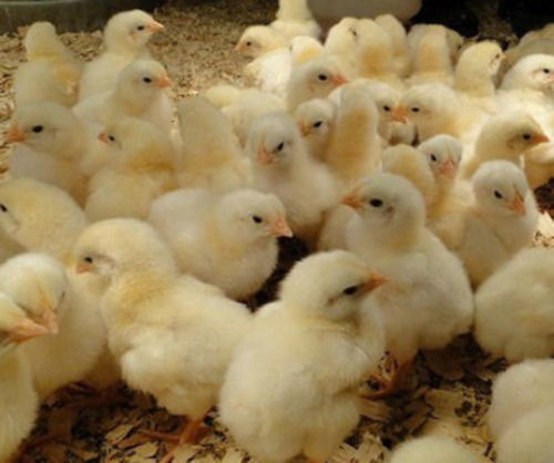 Boiler 40 Gram Female Yellow Broiler Chicks