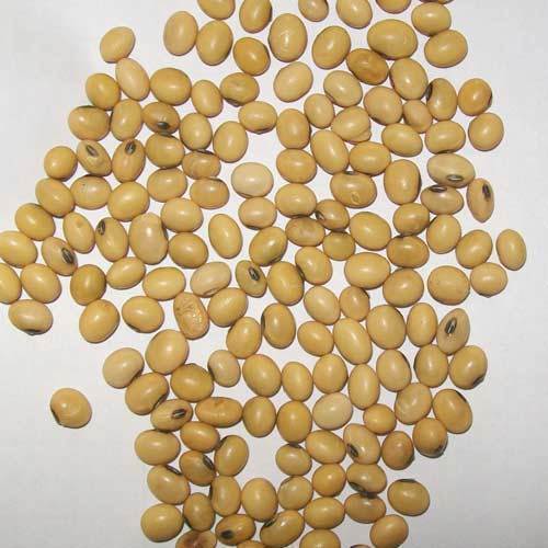 A Grade Common Cultivated Indian Origin 99.9 Percent Pure Brinjal Seeds