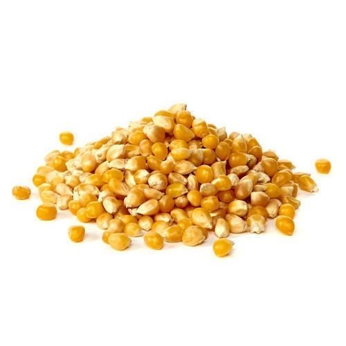 Natural No Added Preservative Healthy Sweet And Tasty Yellow Maize Seeds