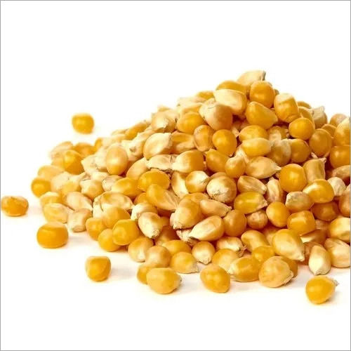 Steel Long Shelf Life Healthy Natural Rich Fine Taste Dried Yellow Corn Seeds