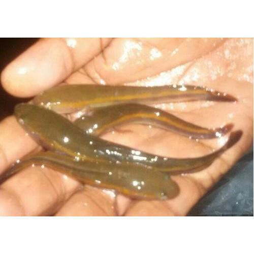 Murrel Fish Seed For Fish Farming